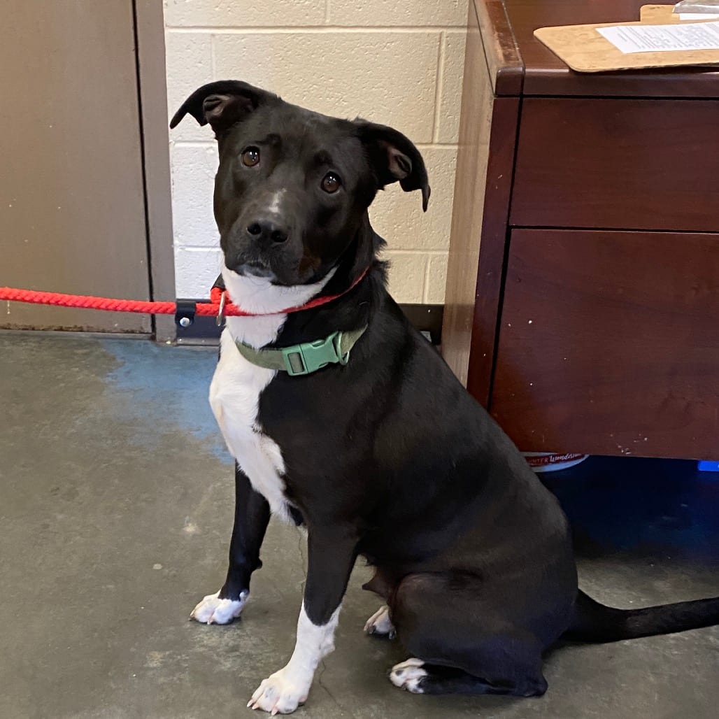 Photo of Cici, adoptable Mixed Breed (Large)
