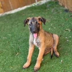Photo of Shelby KL, adoptable Belgian Malinois in Baltimore, Maryland