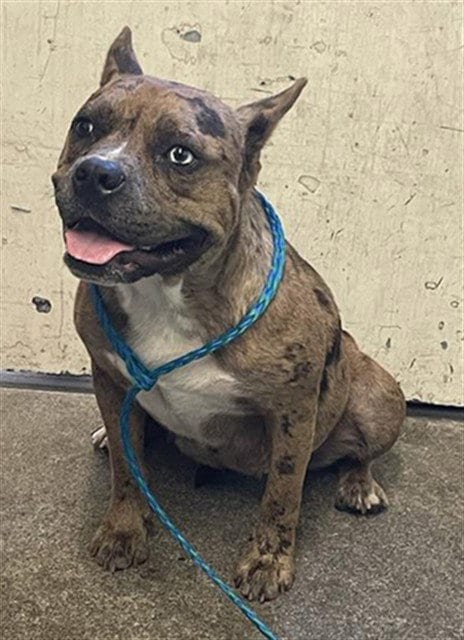 Photo of Peanut Cluster, adoptable French Bulldog in Sacramento, California