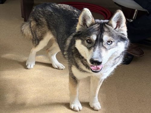 Photo of Moka, adoptable Siberian Husky in Derwood, Maryland