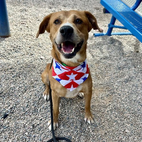 Photo of DJ, adoptable Dutch Shepherd in Mesa, Arizona