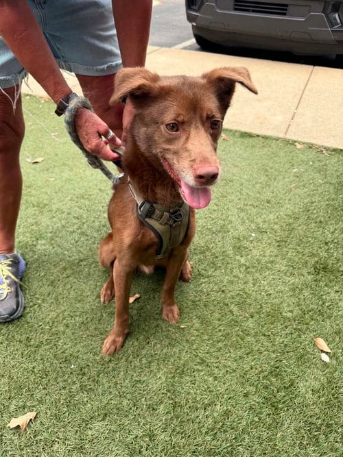 Photo of Whiskey, adoptable Labrador Retriever in Holly Springs, North Carolina