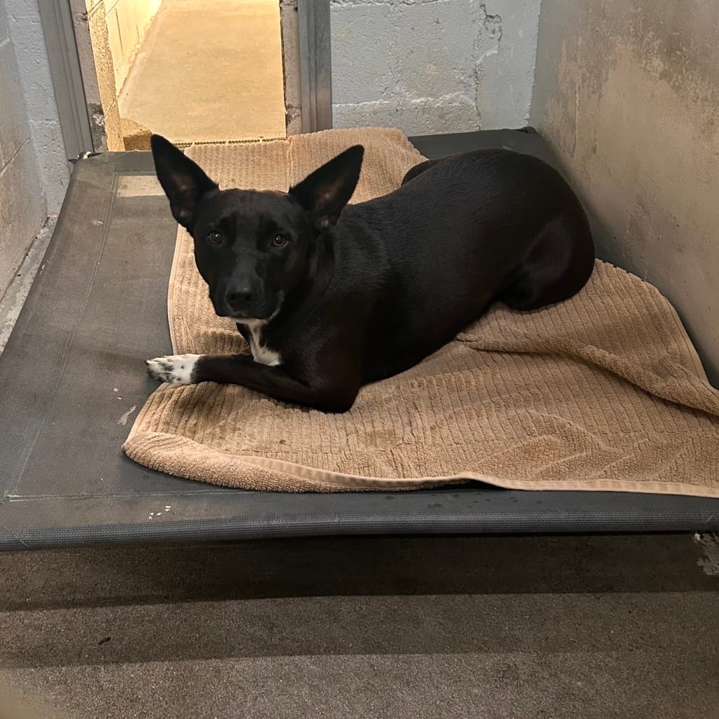Photo of Stormy Rain, adoptable Mixed Breed (Medium) in Summerville, South Carolina