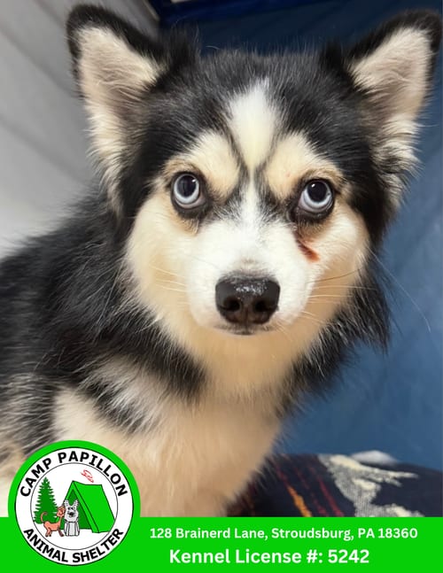 Photo of Loki, adoptable Pomeranian in Stroudsburg, Pennsylvania