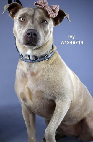Photo of Ivy, adoptable Pit Bull Terrier in Bakersfield, California