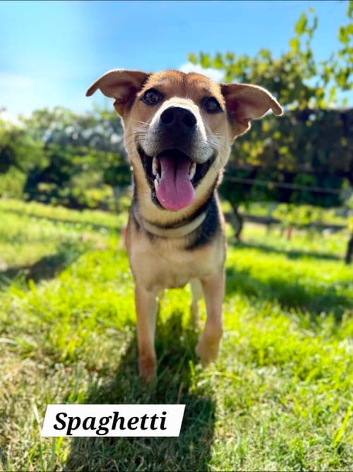 Photo of Spaghetti, adoptable German Shepherd Dog in Chester, Virginia