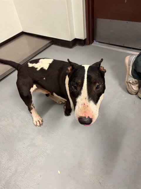 Photo of Hulk, adoptable Bull Terrier in Bakersfield, California