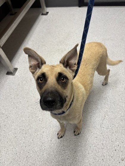 Photo of Fiona, adoptable Norwegian Buhund in Oakland, California
