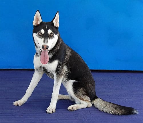 Photo of Nina, adoptable Siberian Husky in Baldwin Park, California