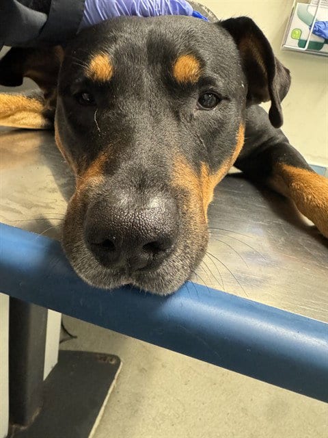 Photo of Luke, adoptable Rottweiler in Miami, Florida