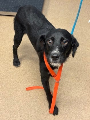Photo of Verdinand, adoptable dog in Chamblee, Georgia
