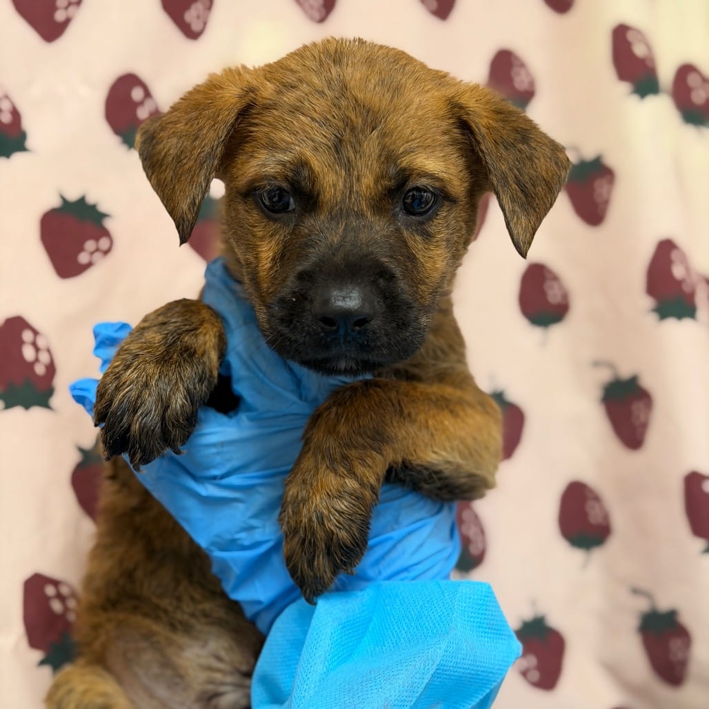 Photo of Armadillo, adoptable Retriever, Labrador / Mix in San Antonio, Texas