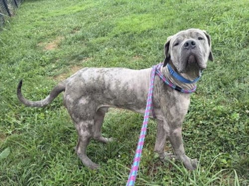 Photo of Furnando, adoptable Great Dane in Derwood, Maryland