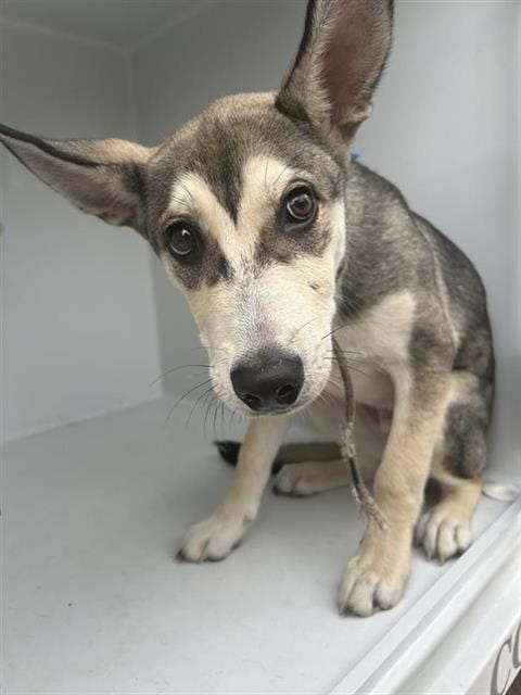 Photo of A661575, adoptable Husky in Houston, Texas