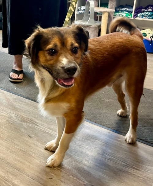 Photo of John, adoptable Unknown breed (medium coat) in Emmett, Idaho