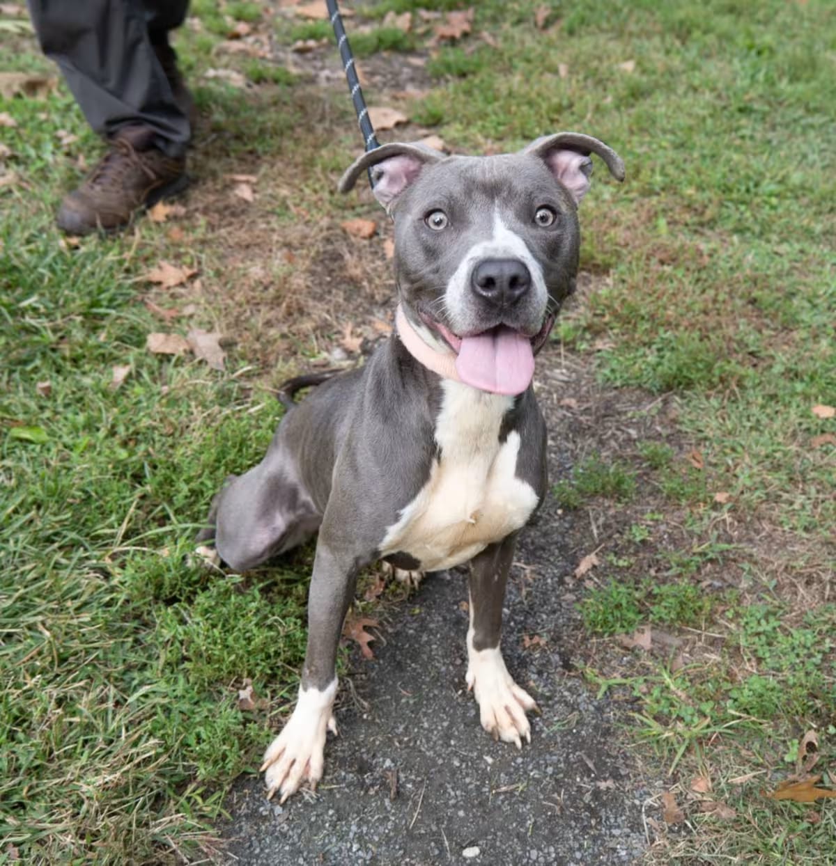Photo of Nyx, adoptable American Pit Bull Terrier in Baltimore, Maryland