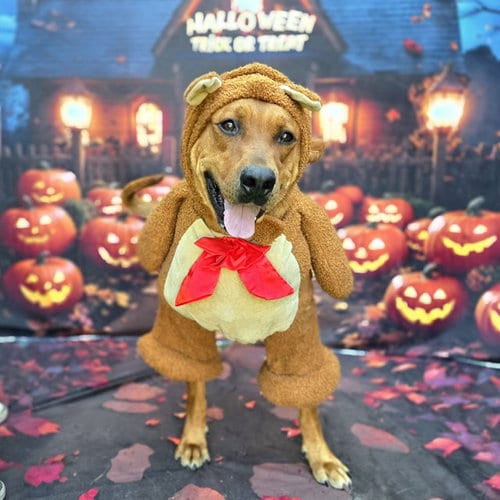 Photo of Mac, adoptable Labrador Retriever in Long Beach, California