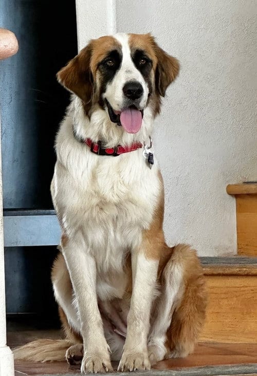Photo of Rosie, adoptable Saint Bernard in Tabernash, Colorado