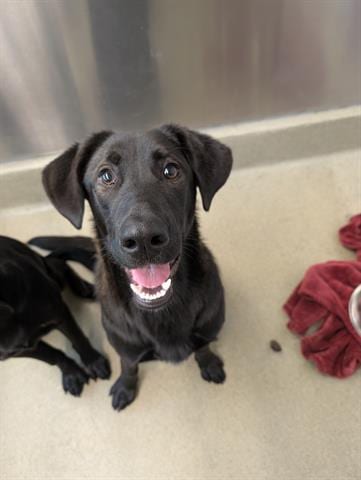 Photo of Pumpkin, adoptable Labrador Retriever in San Martin, California