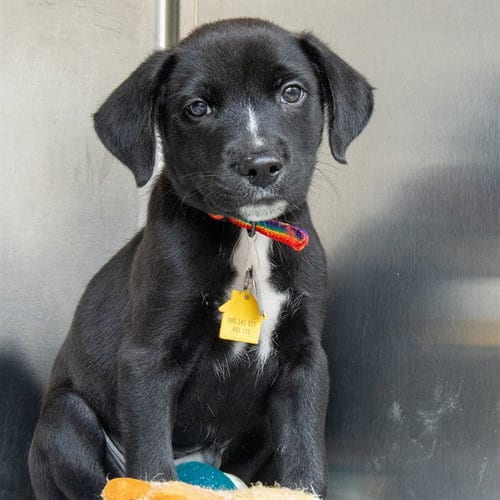 Photo of Cash, adoptable Labrador Retriever in Maryland, Missouri