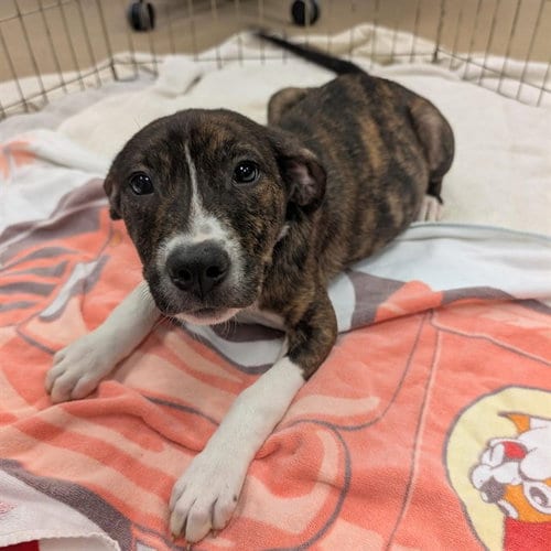 Photo of Jonah, adoptable Pit Bull Terrier in Plano, Texas