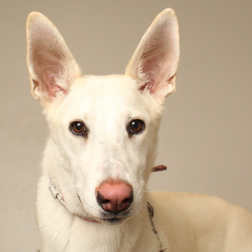 Photo of Luna D71311, adoptable Shepherd / Husky in Minnesota, Minnesota