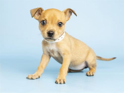 Photo of Annie, adoptable Chihuahua in Phoenix, Arizona