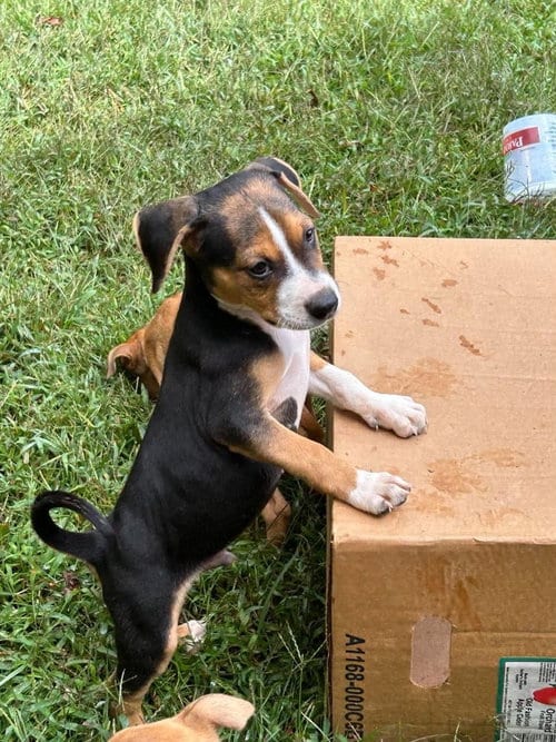 Photo of Vinnie, adoptable Unknown breed / mixed in garner, North Carolina