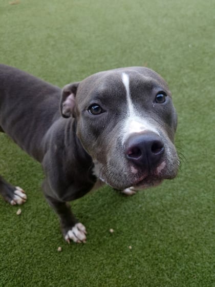 Photo of Lolly Ben, adoptable dog in Atlanta, Georgia