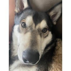 Photo of Grizzly, adoptable Husky in Baton Rouge, Louisiana