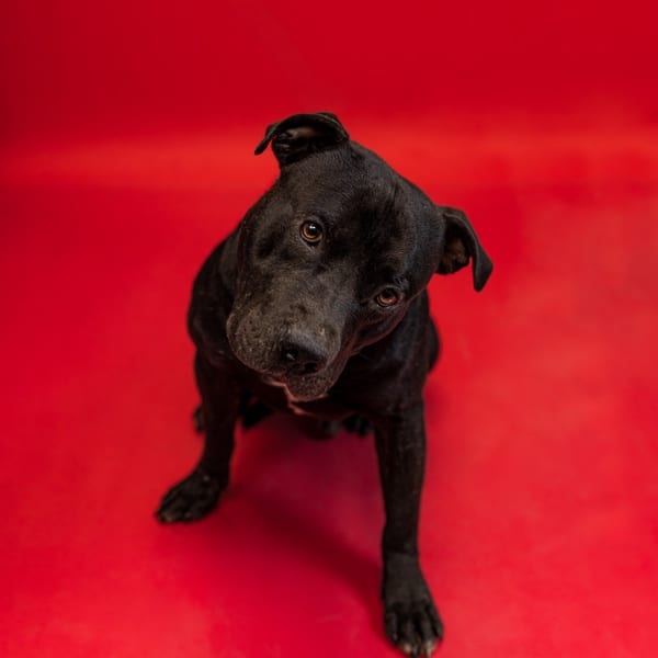 Photo of Orca, adoptable Pit Bull cross in Lawrenceville, Georgia