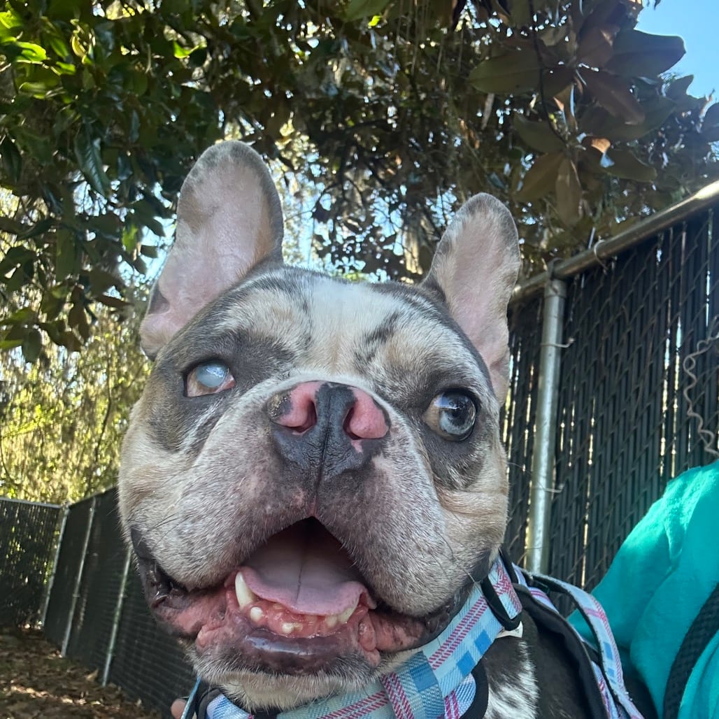 Photo of Mr Nice Guy, adoptable Bulldog, French in Gainesville, Florida