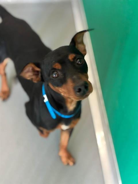 Photo of A256057, adoptable Chihuahua in Visalia, California