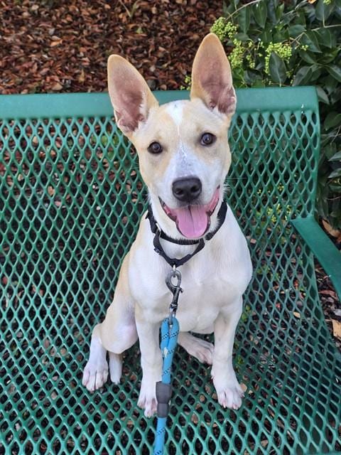 Photo of Lisa, adoptable Labrador Retriever in Martinez, California