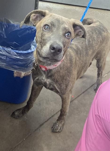 Photo of Darling, adoptable Mixed Breed