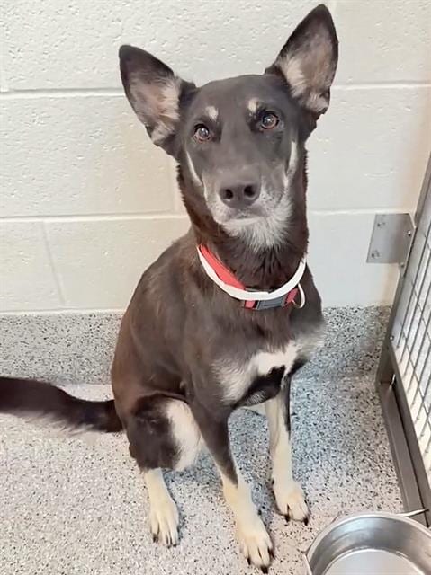 Photo of Mocha, adoptable German Shepherd Dog in Houston, Texas