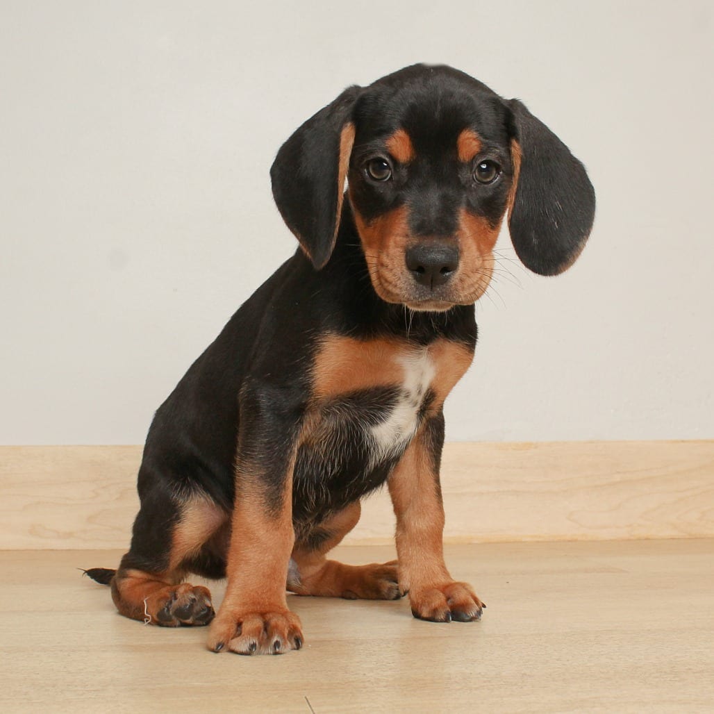 Photo of Gollum D70610, adoptable Beagle / Mixed Breed (Medium) in Minnesota, Minnesota