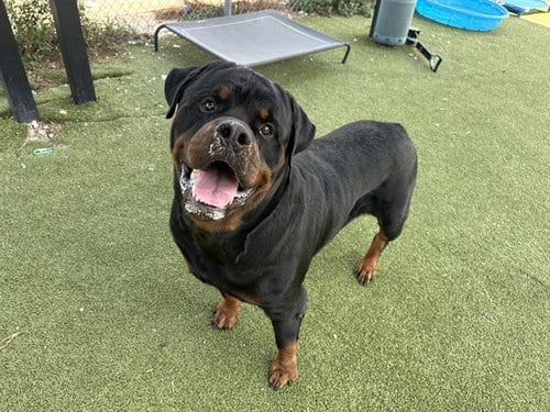 Photo of Mr. Superfly, adoptable Rottweiler in Pasadena, Texas