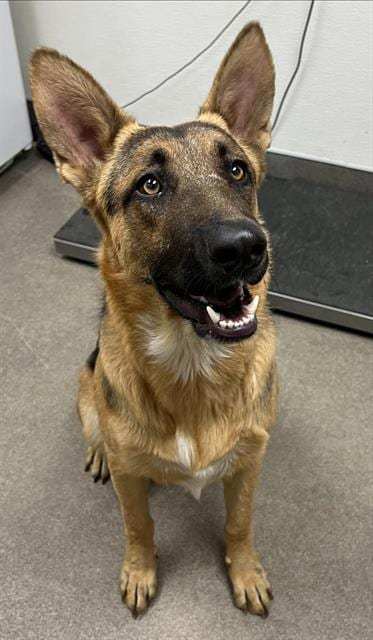 Photo of Banjo, adoptable German Shepherd Dog in HESPERIA, California