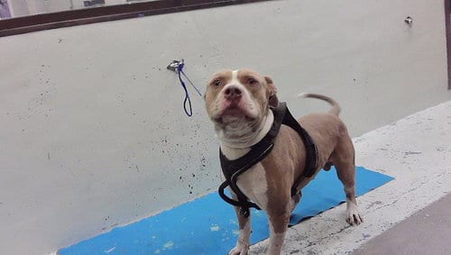 Photo of A2101779, adoptable American Bulldog in Houston, Texas