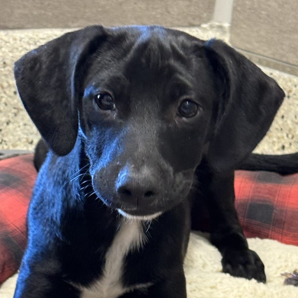Photo of Stiletto, adoptable Mixed Breed (Medium) in Nashville, Indiana