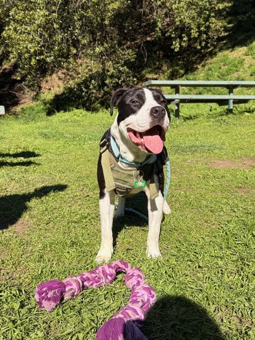 Photo of Lil John, adoptable American Pit Bull Terrier in Berkeley, California