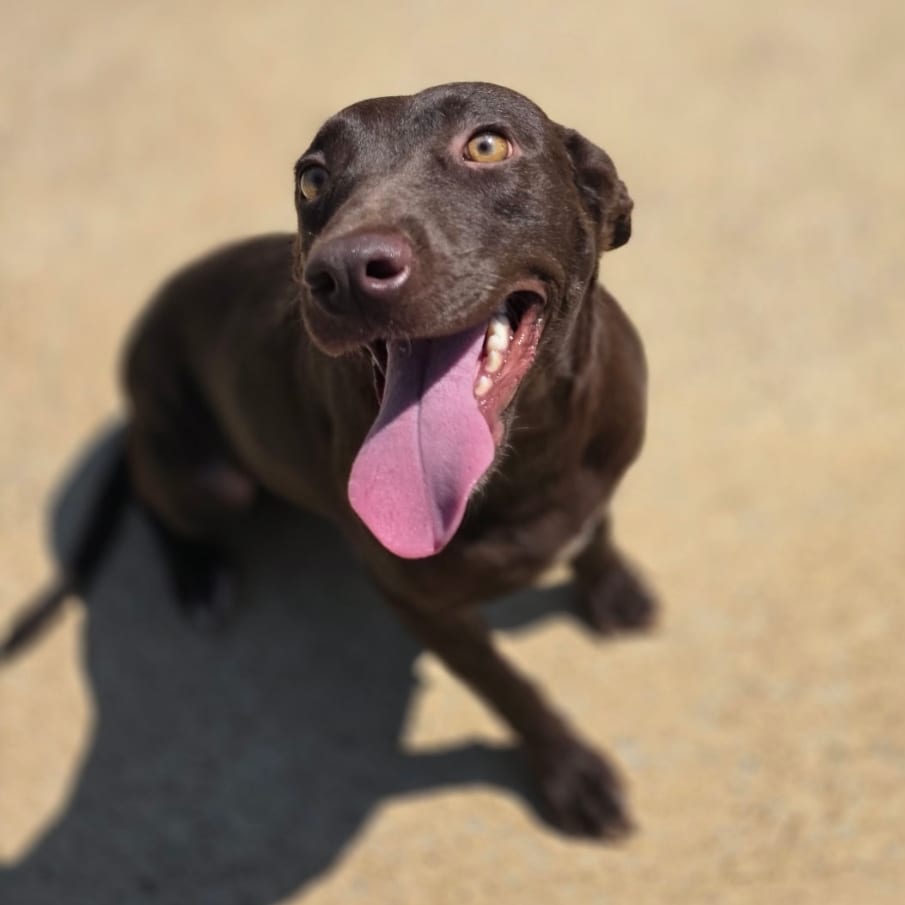Photo of Reba, adoptable Mixed Breed (Medium) in Corinth, Mississippi