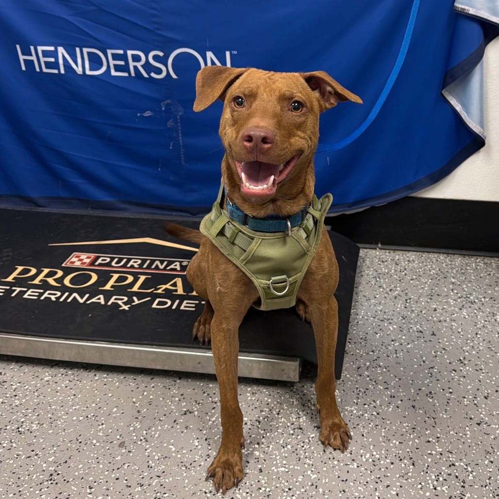 Photo of Rocky, adoptable Terrier, Pit Bull in Henderson, Nevada