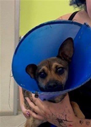 Photo of Gibble, adoptable Chihuahua in Rancho Cucamonga, California