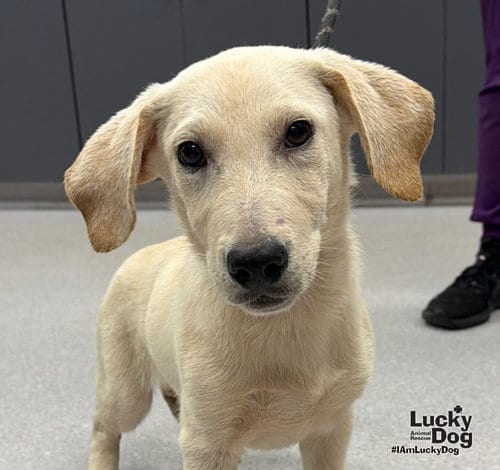 Photo of Diesel, adoptable Labrador Retriever in Washington, District of Columbia
