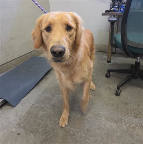 Photo of Finn, adoptable Golden Retriever in Camarillo, California