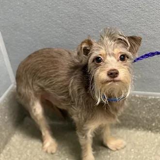 Photo of Hunter, adoptable Terrier in Las Vegas, Nevada