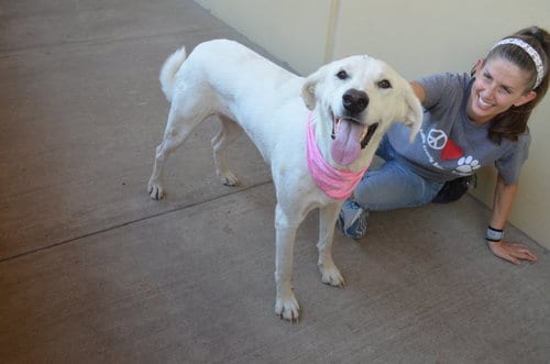 Photo of Latte, adoptable Labrador Retriever in McKinney, Texas