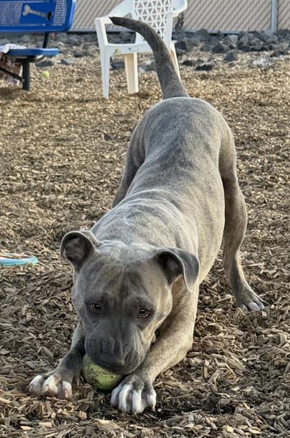 Photo of Yoshi, adoptable Pit Bull Terrier in Albuquerque, New Mexico